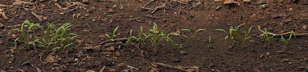 Image of tiny carrot seedlings emerging from the ground.