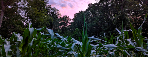 An image of sunset over the corn field, backed by forest.