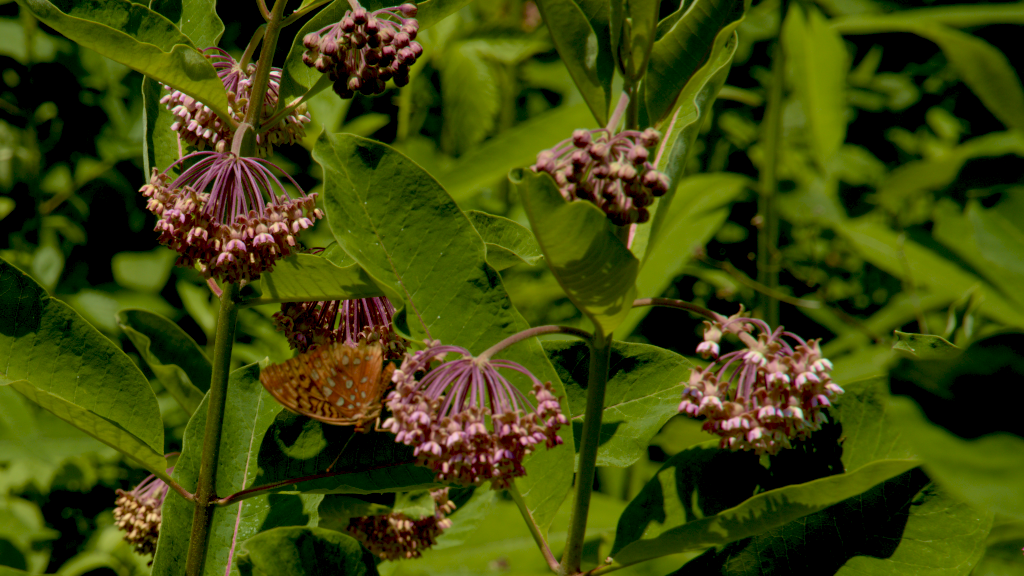 A great spangled fritillary butterfly on common milkweed flowers