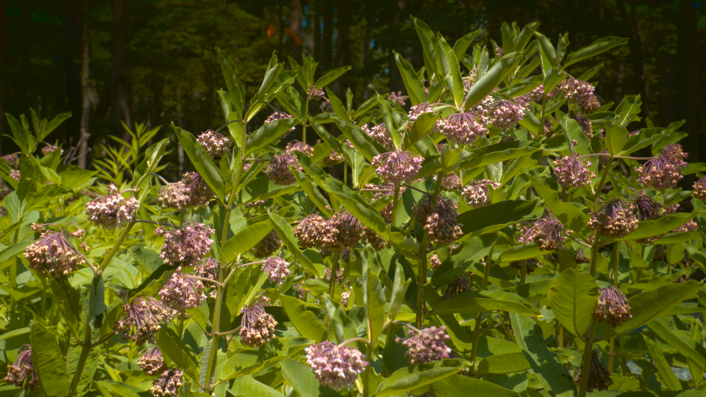 A bank of blossoming common milkweed shown against a dark forest background.