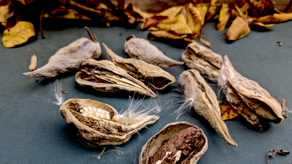 Several mature milkweed pods partially open on a blue-gray background surface.