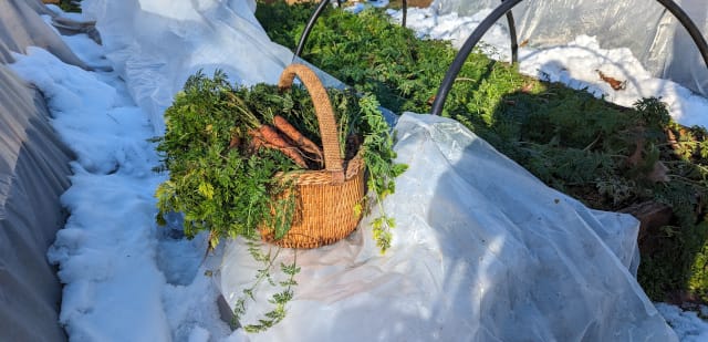 Winter Carrots