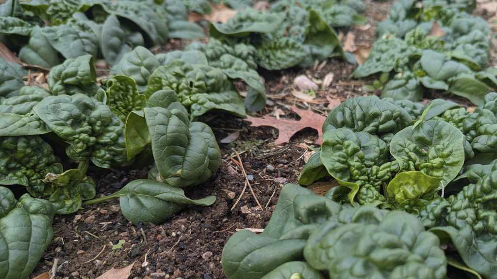 Happy New Year, Spinach!