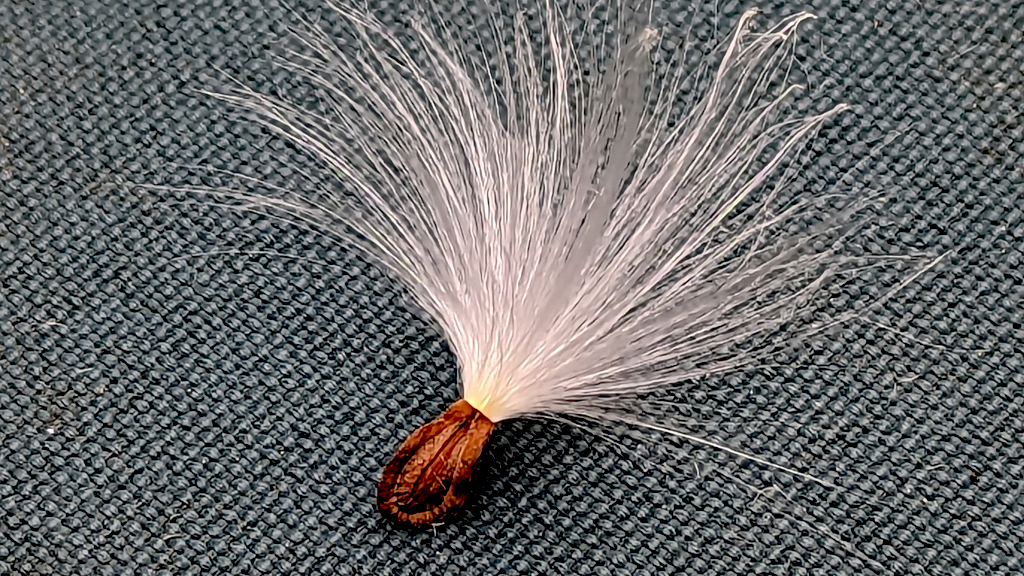 A chocolate colored milkweed seed with splayed white tendrils on a blue-gray fabric background