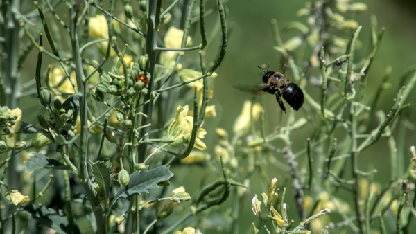 The Bee and the Ladybug