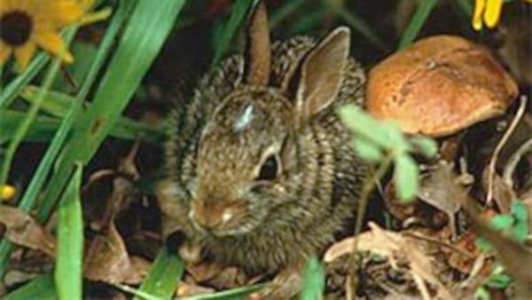 Not The Rabbit Wars