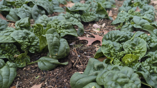 Happy New Year, Spinach!