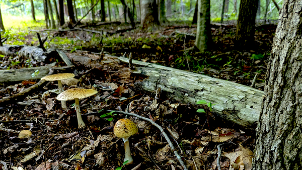 Old Woods